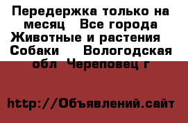 Передержка только на месяц - Все города Животные и растения » Собаки   . Вологодская обл.,Череповец г.
